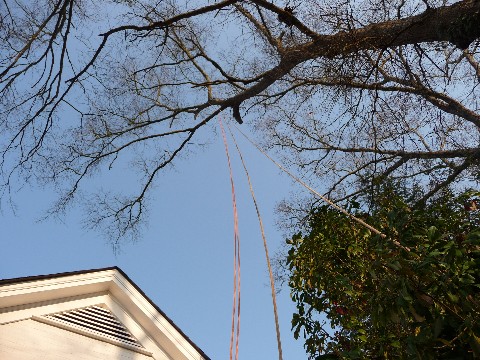 Tree Work 071 Medium Web view.jpg